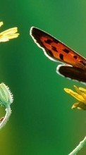 Schmetterlinge,Insekten für Acer CloudMobile S500