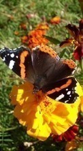 Schmetterlinge,Insekten für Nokia Asha 501