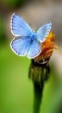 Lade kostenlos Hintergrundbilder Schmetterlinge,Insekten für Handy oder Tablet herunter.