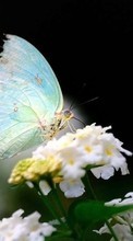 Lade kostenlos Hintergrundbilder Schmetterlinge,Insekten für Handy oder Tablet herunter.