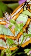 Schmetterlinge,Insekten für Sony Ericsson Naite J105