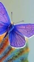 Lade kostenlos 240x320 Hintergrundbilder Schmetterlinge,Insekten für Handy oder Tablet herunter.