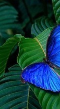 Lade kostenlos 320x240 Hintergrundbilder Schmetterlinge,Insekten für Handy oder Tablet herunter.