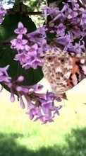 Lade kostenlos 360x640 Hintergrundbilder Pflanzen,Schmetterlinge,Insekten für Handy oder Tablet herunter.