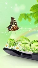 Lade kostenlos 800x480 Hintergrundbilder Schmetterlinge,Insekten,Bilder für Handy oder Tablet herunter.
