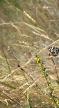 Lade kostenlos Hintergrundbilder Schmetterlinge,Insekten,Grass für Handy oder Tablet herunter.