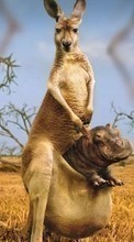 Lade kostenlos Hintergrundbilder Hippos,Kangaroo,Tiere für Handy oder Tablet herunter.