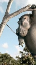Lade kostenlos Hintergrundbilder Hippos,Bilder,Tiere für Handy oder Tablet herunter.