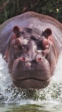 Lade kostenlos Hintergrundbilder Hippos,Tiere für Handy oder Tablet herunter.