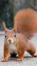 Lade kostenlos Hintergrundbilder Tiere,Eichhörnchen,Nagetiere für Handy oder Tablet herunter.