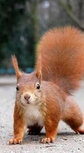 Lade kostenlos 1024x600 Hintergrundbilder Tiere,Eichhörnchen,Nagetiere für Handy oder Tablet herunter.
