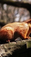Lade kostenlos Hintergrundbilder Tiere,Natur,Eichhörnchen für Handy oder Tablet herunter.