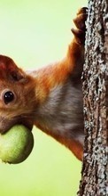 Tiere,Eichhörnchen für Samsung Galaxy Pro