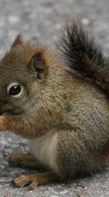 Lade kostenlos 1024x768 Hintergrundbilder Tiere,Eichhörnchen für Handy oder Tablet herunter.