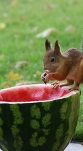 Lade kostenlos Hintergrundbilder Tiere,Eichhörnchen für Handy oder Tablet herunter.
