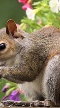 Lade kostenlos Hintergrundbilder Tiere,Eichhörnchen für Handy oder Tablet herunter.