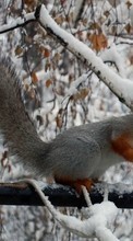 Tiere,Eichhörnchen für Samsung Galaxy Grand Prime VE