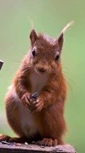 Eichhörnchen,Tiere für LG Optimus L7 2 P715