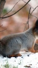 Lade kostenlos Hintergrundbilder Eichhörnchen,Tiere für Handy oder Tablet herunter.
