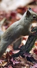 Lade kostenlos 1024x600 Hintergrundbilder Tiere,Eichhörnchen für Handy oder Tablet herunter.