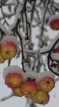 Lade kostenlos Hintergrundbilder Pflanzen,Winterreifen,Obst,Äpfel,Schnee für Handy oder Tablet herunter.