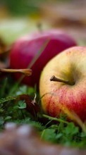 Lade kostenlos Hintergrundbilder Pflanzen,Obst,Lebensmittel,Herbst,Blätter,Äpfel für Handy oder Tablet herunter.