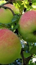 Lade kostenlos Hintergrundbilder Äpfel,Obst,Pflanzen für Handy oder Tablet herunter.