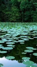 Lade kostenlos Hintergrundbilder Landschaft,Wasser,Swamp,Seerosen für Handy oder Tablet herunter.