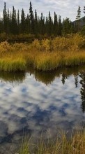 Lade kostenlos Hintergrundbilder Swamp,Landschaft,Natur für Handy oder Tablet herunter.