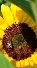 Lade kostenlos Hintergrundbilder Pflanzen,Blumen,Insekten,Sonnenblumen,Bienen,Marienkäfer für Handy oder Tablet herunter.