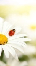 Lade kostenlos Hintergrundbilder Pflanzen,Blumen,Insekten,Kamille,Marienkäfer für Handy oder Tablet herunter.