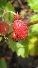 Lade kostenlos Hintergrundbilder Pflanzen,Erdbeere,Insekten,Marienkäfer,Berries für Handy oder Tablet herunter.