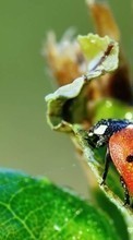 Lade kostenlos Hintergrundbilder Insekten,Marienkäfer,Drops für Handy oder Tablet herunter.