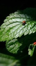 Lade kostenlos Hintergrundbilder Insekten,Blätter,Marienkäfer für Handy oder Tablet herunter.