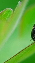 Lade kostenlos Hintergrundbilder Insekten,Marienkäfer für Handy oder Tablet herunter.