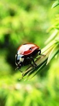 Natur,Insekten,Marienkäfer für LG Optimus L3 E405