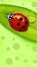 Lade kostenlos Hintergrundbilder Insekten,Marienkäfer,Bilder für Handy oder Tablet herunter.