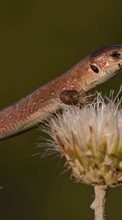 Tiere,Insekten,Lizards,Marienkäfer für Samsung Galaxy Note 3