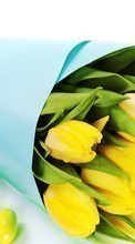 Lade kostenlos Hintergrundbilder Feiertage,Blumen,Hintergrund,Ostern,Tulpen,Bouquets für Handy oder Tablet herunter.