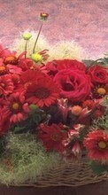 Lade kostenlos 320x480 Hintergrundbilder Feiertage,Pflanzen,Blumen,Roses,Chrysantheme,Bouquets für Handy oder Tablet herunter.