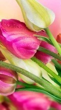 Lade kostenlos Hintergrundbilder Pflanzen,Blumen,Tulpen,Bouquets,Drops für Handy oder Tablet herunter.