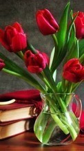 Lade kostenlos Hintergrundbilder Tulpen,Bouquets,Bücher,Still-Leben,Pflanzen,Blumen für Handy oder Tablet herunter.