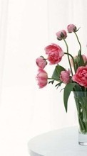 Lade kostenlos Hintergrundbilder Blumen,Bouquets,Still-Leben,Pflanzen für Handy oder Tablet herunter.