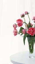 Lade kostenlos Hintergrundbilder Pflanzen,Blumen,Pfingstrosen,Bouquets für Handy oder Tablet herunter.
