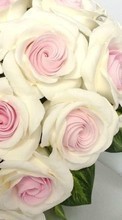 Hochzeit,Feiertage,Pflanzen,Blumen,Roses,Bouquets für LG L70 D325