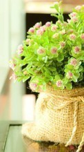Lade kostenlos Hintergrundbilder Bouquets,Pflanzen,Blumen für Handy oder Tablet herunter.