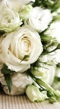 Lade kostenlos Hintergrundbilder Blumen,Roses,Bouquets,Pflanzen für Handy oder Tablet herunter.
