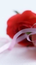 Pflanzen,Blumen,Roses,Bouquets für OnePlus 8 Pro