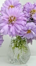Bouquets,Pflanzen,Blumen für Samsung Galaxy Pocket