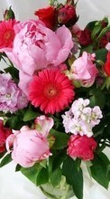 Lade kostenlos Hintergrundbilder Blumen,Bouquets,Pflanzen für Handy oder Tablet herunter.